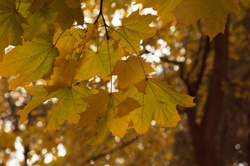 Autumn foliage of bright orange color through which rays of the sun break through. Beautiful scenery with warm-colored trees and a lake.