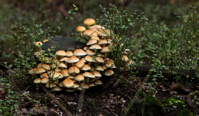 group of small mushrooms in the forest