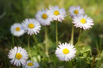 Obraz na płótnie Canvas beautiful daisies, top view bellis perennis flower head flowering plants with light white pink petals and yellow center in garden on dark green background.