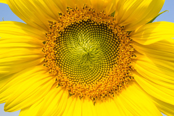 Sun Flower