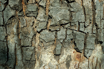 Nature Wood Texture for Background.