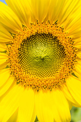 Sun Flower