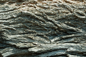 Nature Wood Texture for Background.