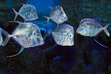 Lookdown Selene vomer salt water marine fish