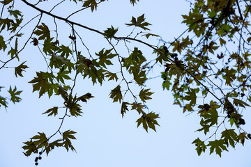 green leaves and sky background