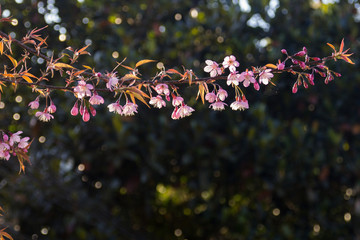 pink blossom of sukura flowers in Thailand