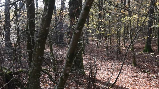 automne climat automnal saison bois foret