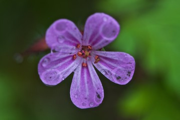Obraz premium Flower of Geranium pratense, meadow crane's bill, meadow geranium with rain drops