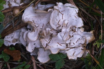 White mushrooms in needles