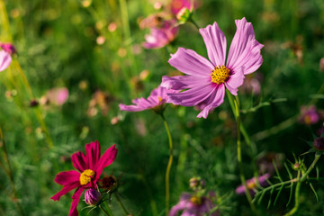 Fototapeta premium Cosmos Flower has two species - Cosmos bipinnatus and Cosmos sulphureus.