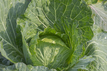 cabbage