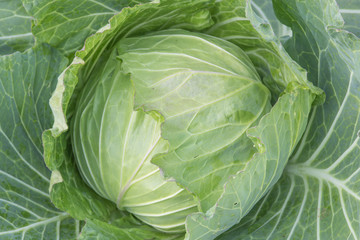 cabbage