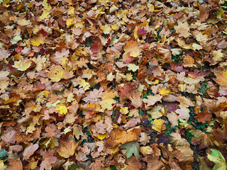 Herbstlaub am Boden