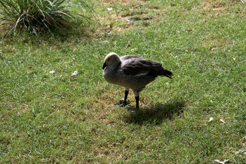 eine ente auf einer gras fläche  fotografiert an einem sonnigen tag