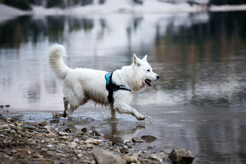 Dog at Lake Braies, one of the most beautiful lakes in the Dolomites.