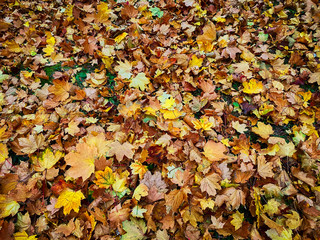 Herbstlaub am Boden
