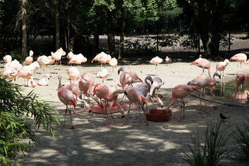 eine gruppe fressender flamingos  fotografiert an einem sonnigen tag