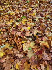 Herbstlaub am Boden