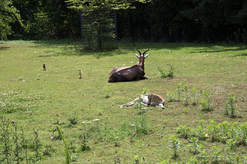 eine antilope und ein jungtier auf einer wiese liegend fotografiert an einem sonnigen tag