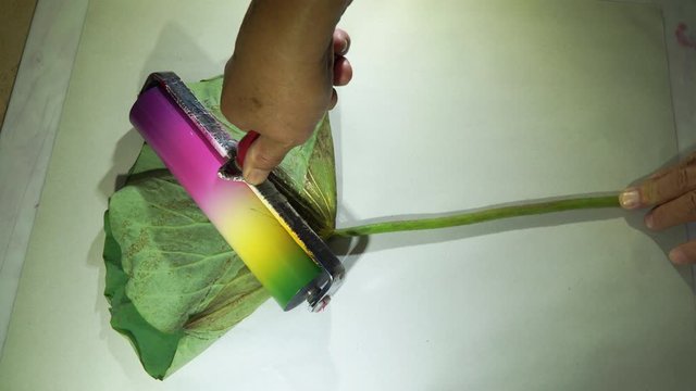 Take the color mixing roller and roll it over the leaves In order to take the leaf as the archetype