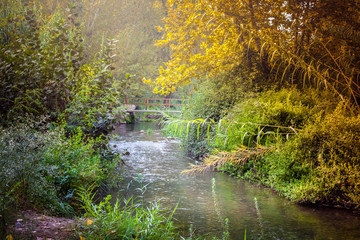 Rio con agua en el bosque con vegetación 