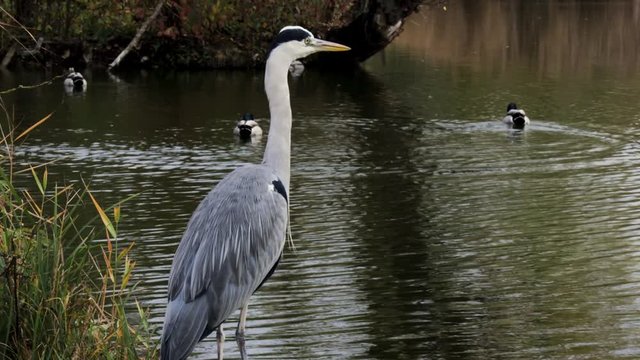 great blue heron in water