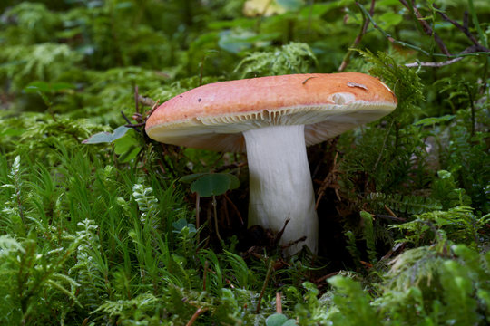 Edible mushroom Russula vinosa in the moss in the wet spruce forest. Mushroom with yellow-red cap and white stem. Autumn time, natural condition.