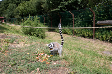 ein obst fressender katta auf einer wiese sitzend mit aufgerichtetem schwanz fotografiert an einem sonnigen tag