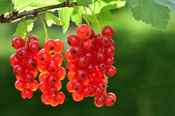 red luminous currants hang in backlight against a green background with open space in summer