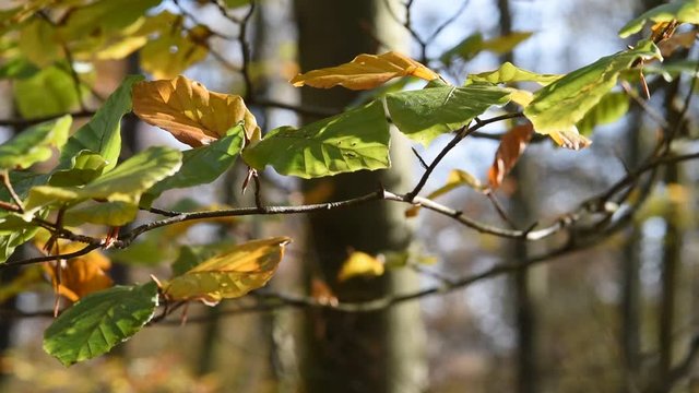 automne climat automnal saison bois foret