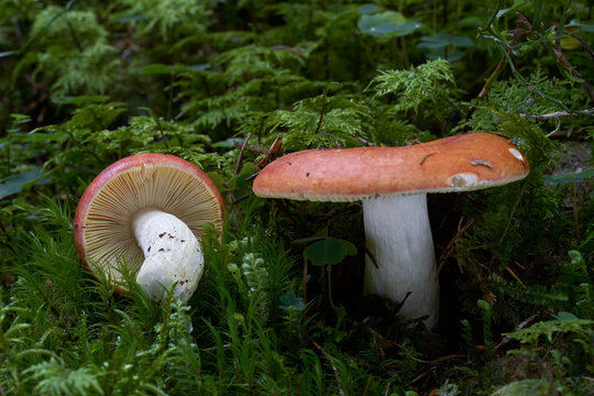 Edible mushroom Russula vinosa in the moss in the wet spruce forest. Mushroom with yellow-red cap and white stem. Autumn time, natural condition.