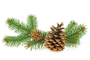 Branch of fir-tree and cones isolated on a white background