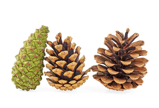 Three different pine cones isolated on a white background