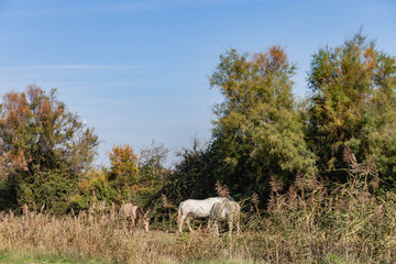 Voyage en petite Camargue