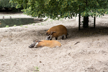 ein liegendes und ein stehendes pinzelschwein auf einer sandfläche fotografiert an einem sonnigen tag