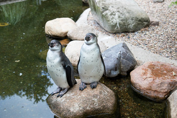 seiten- und frontansicht von zwei pinguinen auf einem stein im see stehend fotografiert an einem sonnigen Tag