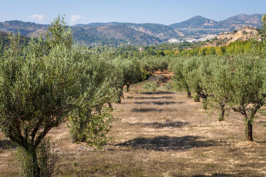 Paisaje natural de campo de olivos con montañas y Buñol al fondo