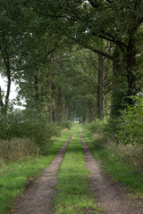 Fototapeta na wymiar Lane in the forest. Frederiksoord. Maatschappij van Weldadigheid. Netherlands