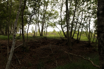 ein bündel äste auf dem waldboden liegend in herzlake deutschland