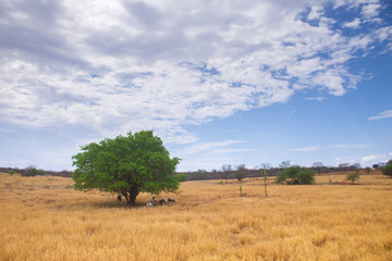 A flock of goats seeking protection from the sun under the shadow of a lonely tree in a drought field in the interior of Brazil at the state of Piauí, a poor region