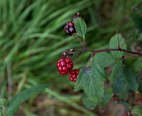 nahansicht von wilden brombeeren im moor in herzlake deutschland