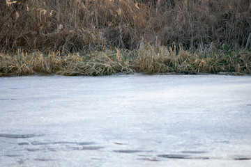 pond in winter