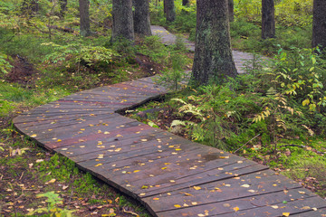 wet hiking wooden platform z-walkway in the forest after rain