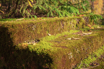 close up view of abandoned stairway, covered with moss