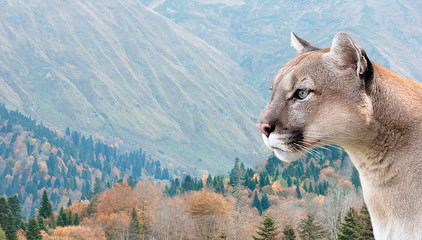 canadian cougar, mountain lion on a background of forest and mountains