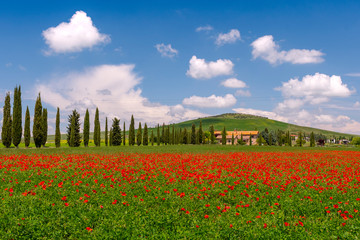 Fototapeta na wymiar Tuscany Countryside in Spring, Val d' Orcia, Spedaletto, Italy.