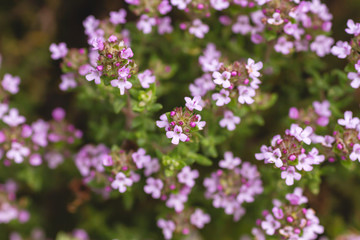 Detail of thymus aromatic plant flowers