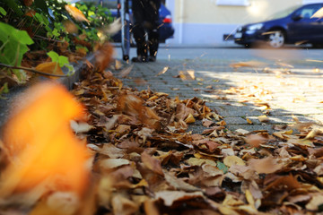 Beseitigung von Herbstlaub