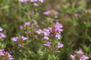 Detail of thymus plant flowers