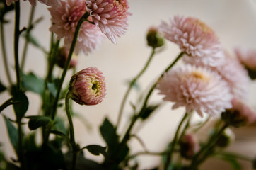 Pink daisy flowers